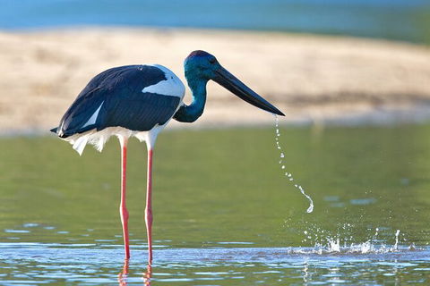 Daintree River Sunset Cruise - Kempsey Accommodation 8