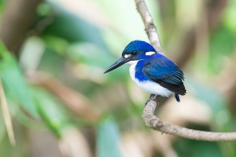 Daintree River Sunset Cruise - Kempsey Accommodation 10