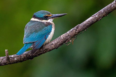 Daintree River Sunset Cruise - Kempsey Accommodation 5