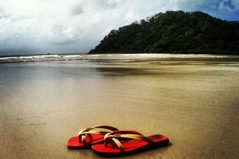 Daintree And Cape Tribulation Full Day Guided Tour - Kempsey Accommodation 7