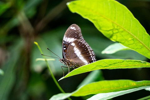 Daintree And Cape Tribulation Full Day Guided Tour - Kempsey Accommodation 6