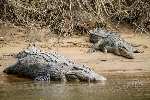 Daintree And Cape Tribulation Full Day Guided Tour - Kempsey Accommodation 2