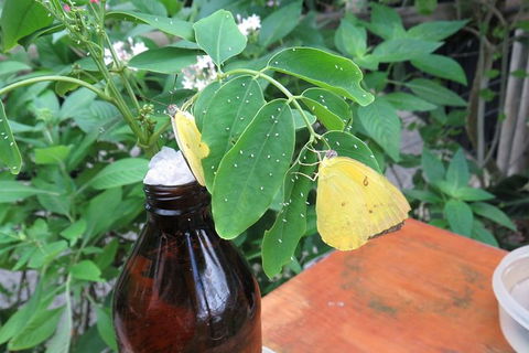 Australian Butterfly Sanctuary- Virtual Interactive Tour With Private Guide - Kempsey Accommodation 5