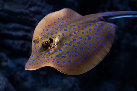 Cairns Aquarium Tour By Twilight With Drink And Appetiser - Kempsey Accommodation 5