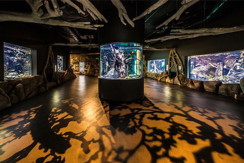 Cairns Aquarium Tour By Twilight With Drink And Appetiser - Kempsey Accommodation 4