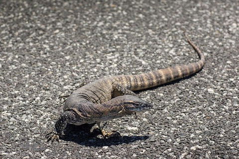 Coffin Bay Oysters, Ocean & Nature Tour - Kempsey Accommodation 5