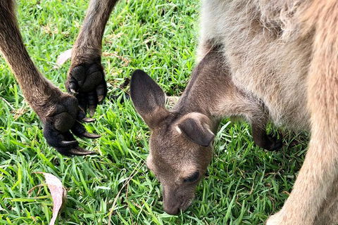 Coffin Bay Oysters, Ocean & Nature Tour - Kempsey Accommodation 10