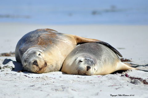 NEW TOUR - Kangaroo Island Road To Recovery Tour (1 Day/1 Night) - Kempsey Accommodation 3