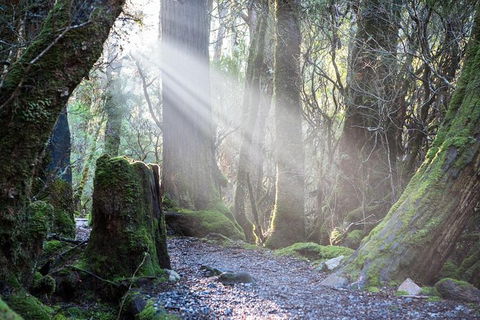 Cradle Mountain Day Tour - Kempsey Accommodation 1