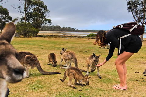 4-Day Fabulous Tasmania Tour: Wineglass Bay, Port Arthur, Devils & Bruny Island - Kempsey Accommodation 5