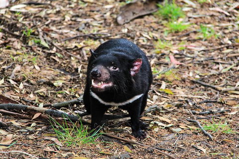 4-Day Fabulous Tasmania Tour: Wineglass Bay, Port Arthur, Devils & Bruny Island - Kempsey Accommodation 4