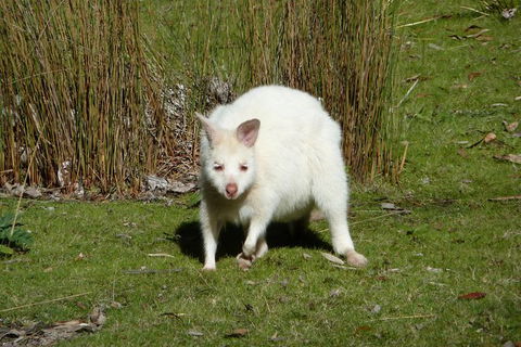 4-Day Fabulous Tasmania Tour: Wineglass Bay, Port Arthur, Devils & Bruny Island - Kempsey Accommodation 2