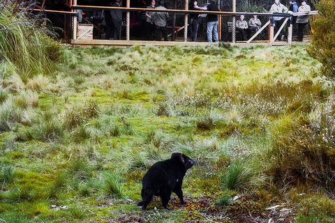 1-Hour Tasmanian Devil Feeding Day Tour At Cradle Mountain - Kempsey Accommodation 4