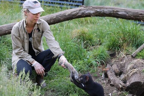 1-Hour Tasmanian Devil Feeding Day Tour At Cradle Mountain - Kempsey Accommodation 0