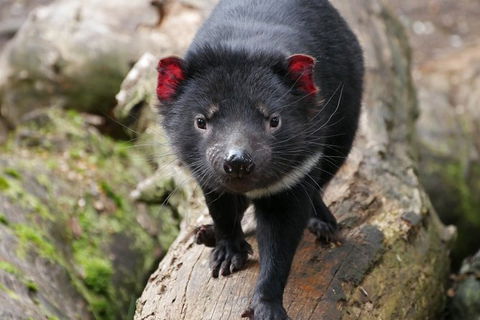 1-Hour Tasmanian Devil Feeding Day Tour At Cradle Mountain - Kempsey Accommodation 1