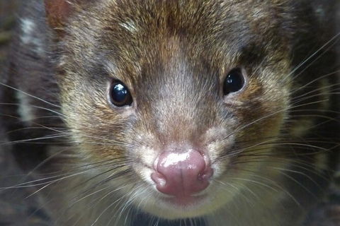 1-Hour Tasmanian Devil Feeding Day Tour At Cradle Mountain - Kempsey Accommodation 2