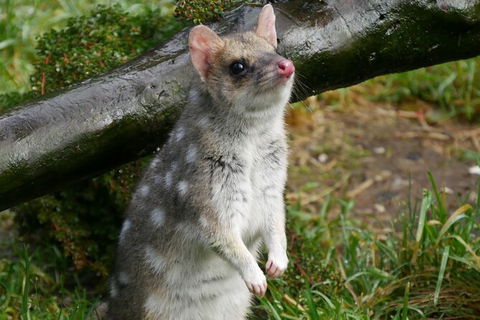 1-Hour Tasmanian Devil Feeding Day Tour At Cradle Mountain - Kempsey Accommodation 3