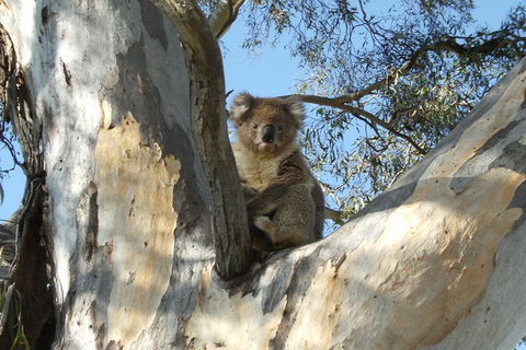 Tahbilk Winery And Wetlands Tour With Local Wine Ambassador Including Lunch, Wine Tasting And A Wine Making Class - Kempsey Accommodation 1