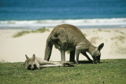 LGBT+ Friendly 12-Hour Great Ocean Road Private Tour - Kempsey Accommodation 3