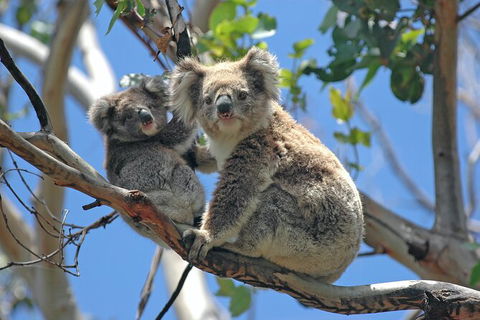LGBT+ Friendly 2 Day Private Tour Great Ocean Road + Phillip Island - Kempsey Accommodation 1