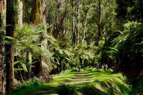 Aqueduct And Rail Trail Self-Guided Bike Tour In Warburton - Kempsey Accommodation 1