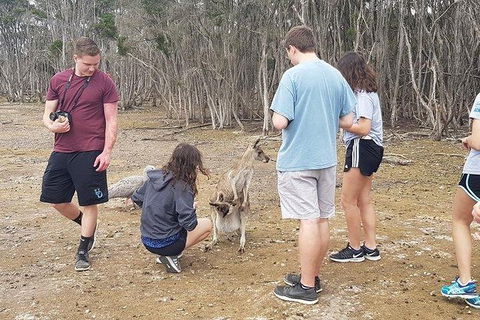 Phillip Island Penguin And Wildlife Tour - Kempsey Accommodation 3
