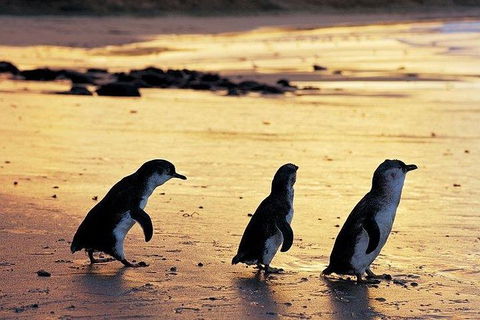 Phillip Island Penguin And Wildlife Tour - Kempsey Accommodation 13