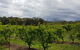 Day Tour Of Yarra Valley Puffing Billy And Rayners Orchard - thumb 42