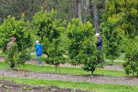 Day Tour Of Yarra Valley Puffing Billy And Rayners Orchard - Kempsey Accommodation 1