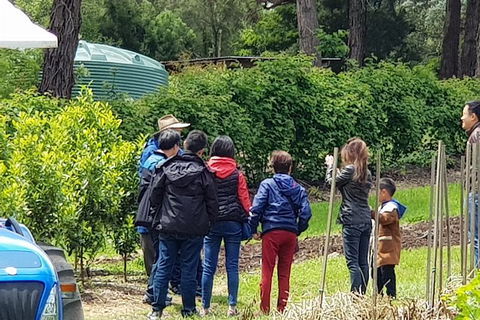 Day Tour Of Yarra Valley Puffing Billy And Rayners Orchard - Kempsey Accommodation 16