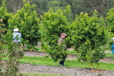 Day Tour Of Yarra Valley Puffing Billy And Rayners Orchard - Kempsey Accommodation 34