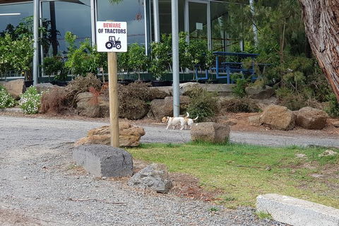 Day Tour Of Yarra Valley Puffing Billy And Rayners Orchard - Kempsey Accommodation 2