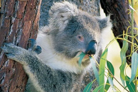 Pinnacle Desert Sunset And Night-time Stargazing Tour From Perth - Kempsey Accommodation 2