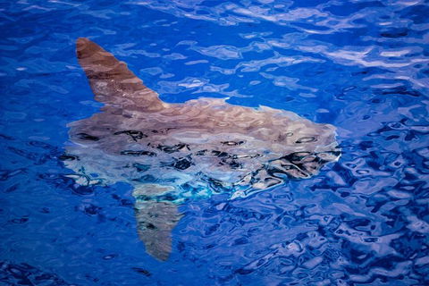 Bremer Bay Orca Experience - Kempsey Accommodation 8
