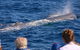 Bremer Bay Orca Experience - thumb 13