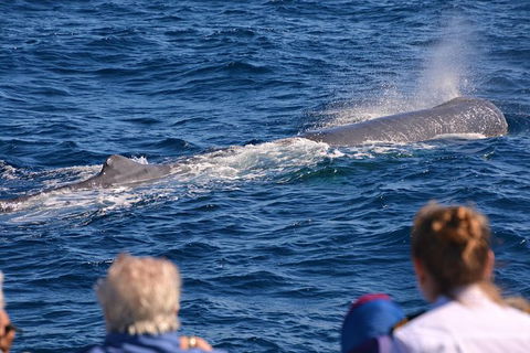 Bremer Bay Orca Experience - Kempsey Accommodation 13