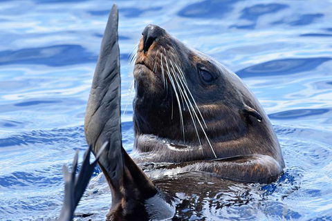 Bremer Bay Orca Experience - Kempsey Accommodation 3