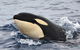 Bremer Bay Orca Experience - thumb 10