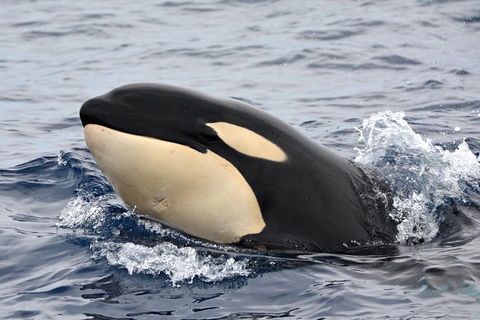Bremer Bay Orca Experience - Kempsey Accommodation 10