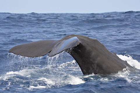 Bremer Bay Orca Experience - Kempsey Accommodation 9