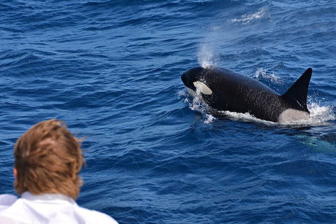 Bremer Bay Orca Experience - Kempsey Accommodation 7