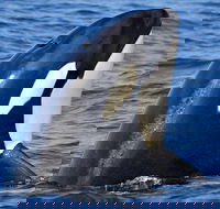 Bremer Bay Orca Experience - Kempsey Accommodation