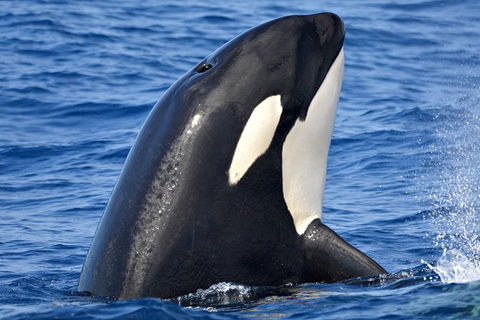 Bremer Bay Orca Experience - Kempsey Accommodation 0