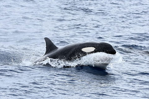 Bremer Bay Orca Experience - Kempsey Accommodation 11