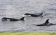 Bremer Bay Orca Experience - thumb 1