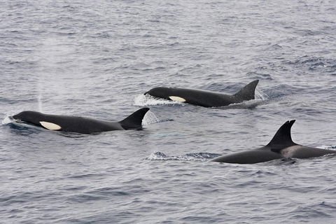 Bremer Bay Orca Experience - Kempsey Accommodation 1