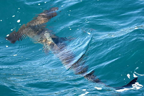 Bremer Bay Orca Experience - Kempsey Accommodation 14