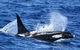 Bremer Bay Orca Experience - thumb 12