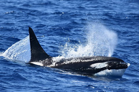 Bremer Bay Orca Experience - Kempsey Accommodation 12