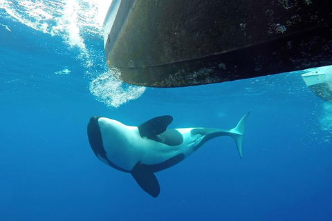 Bremer Bay Orca Experience - Kempsey Accommodation 5